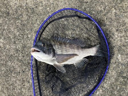 ノマセでクロダイ