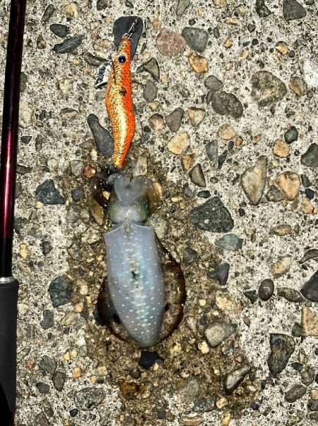 アオリイカ（お）