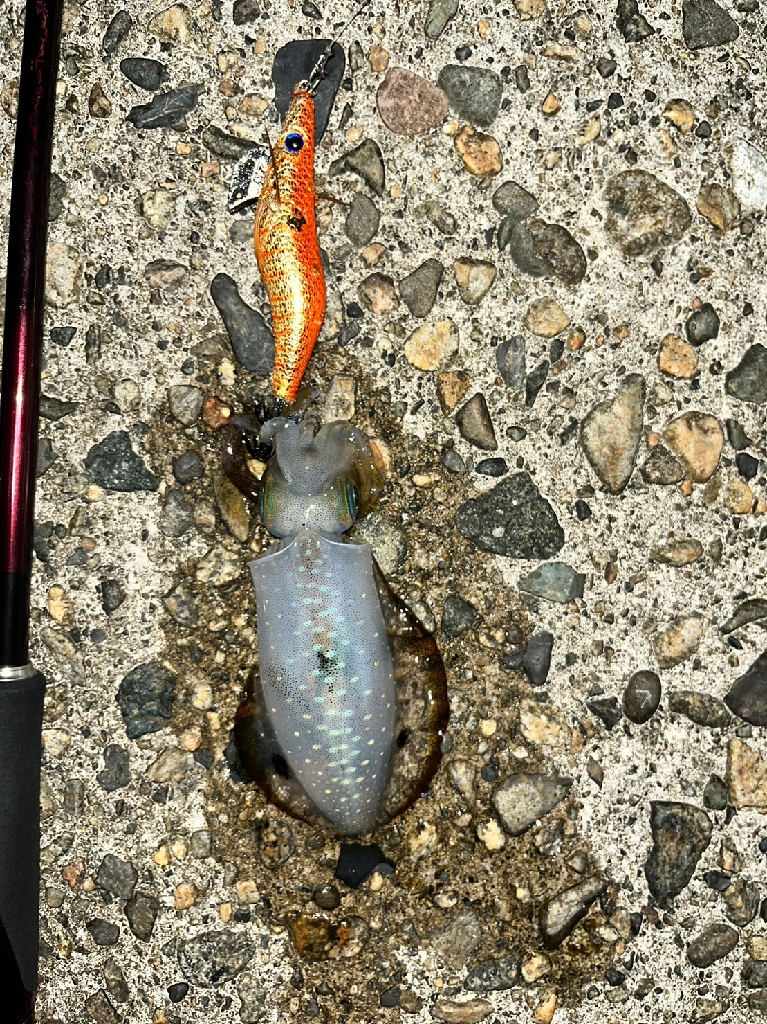 アオリイカ(お)