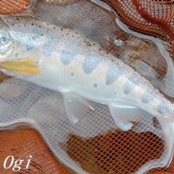 揖保川、禁漁前の大爆釣！