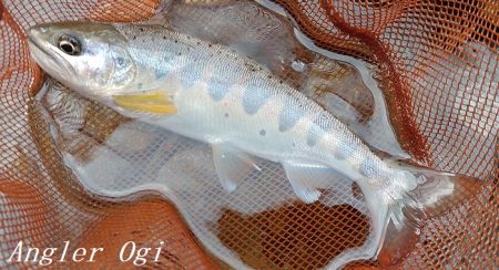 揖保川、禁漁前の大爆釣！