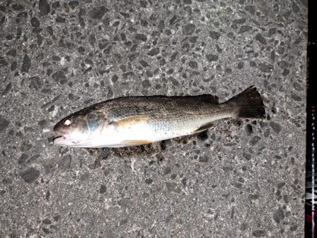 魚も夏バテなのか