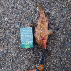 まだ小さいアコウ