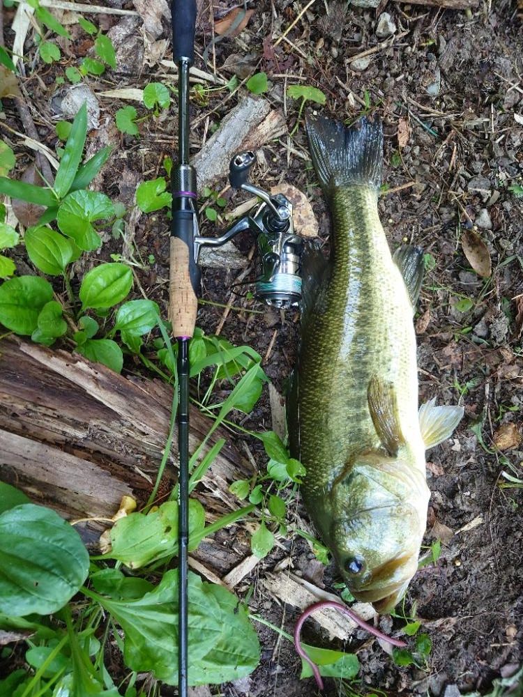 サイトフィッシング