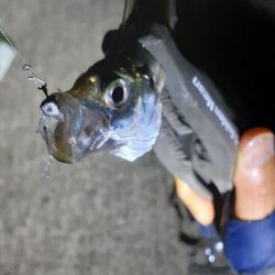 やっぱりアジング楽しい(*^^*)