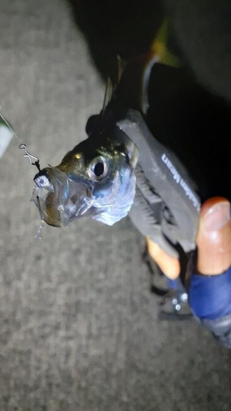 やっぱりアジング楽しい(*^^*)