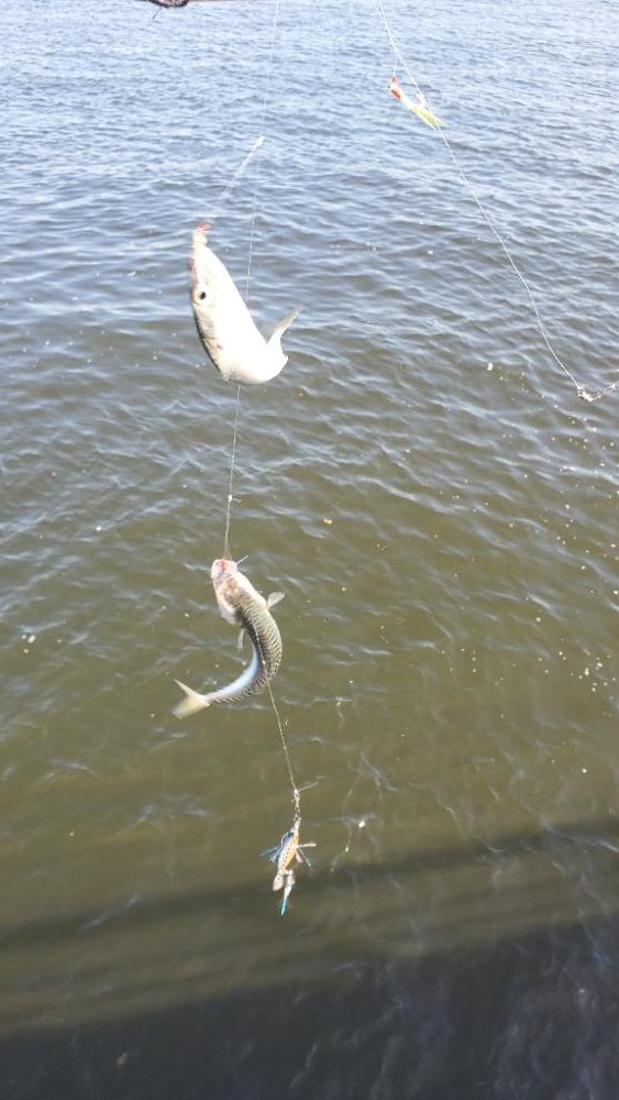 サバゲーとタコ