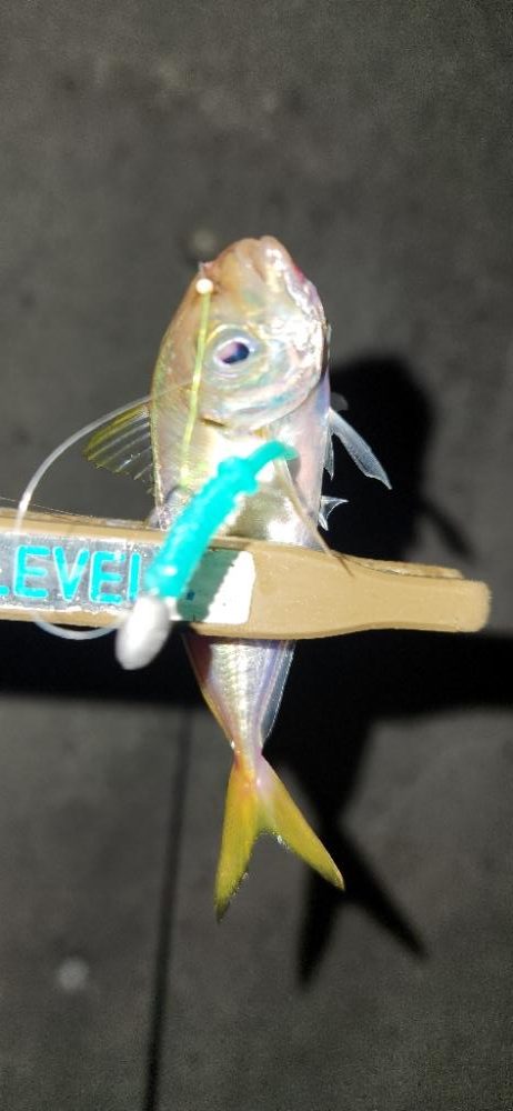 やっと、近所でもアジング開幕