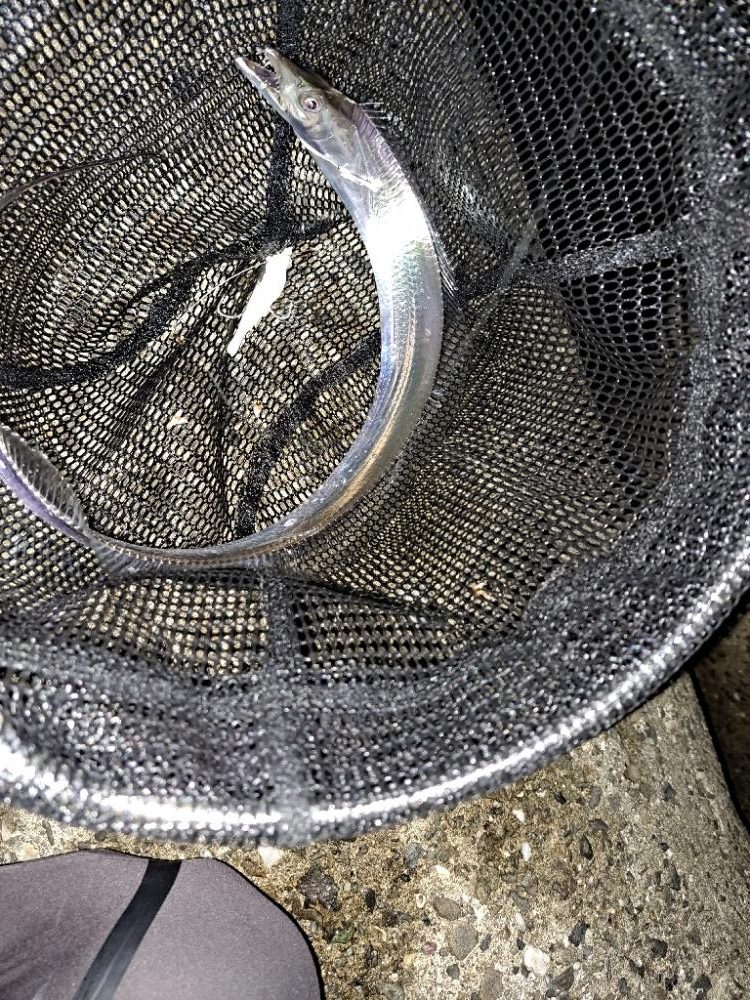 アジング、ワインド