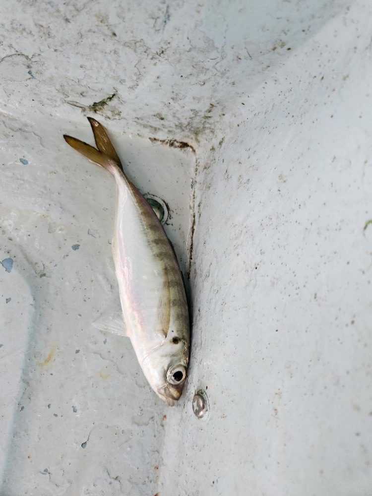 真夏のタイラバ