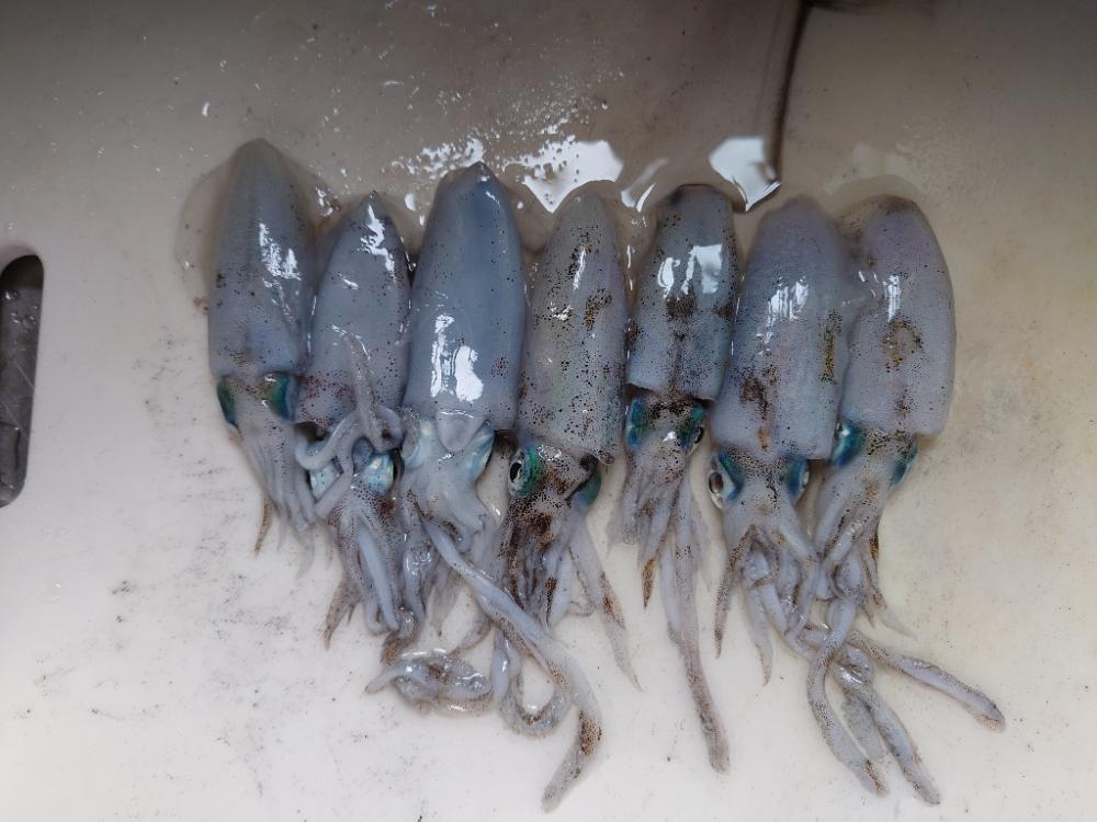 ロックなんだぜ