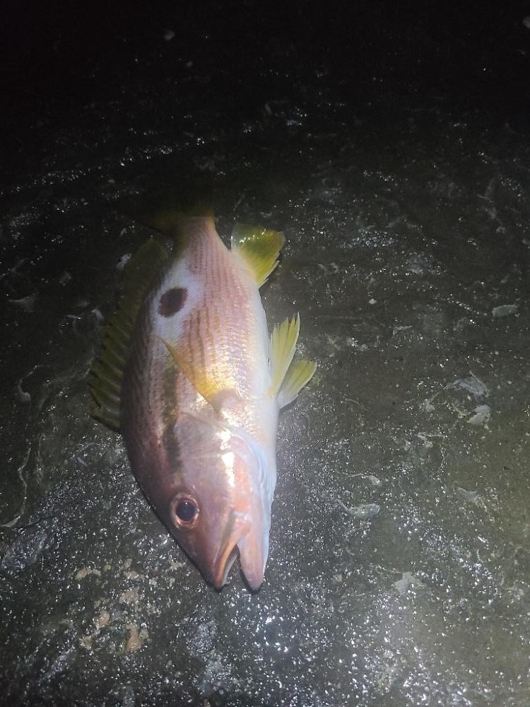 イサキ・ヨコスジフエダイ