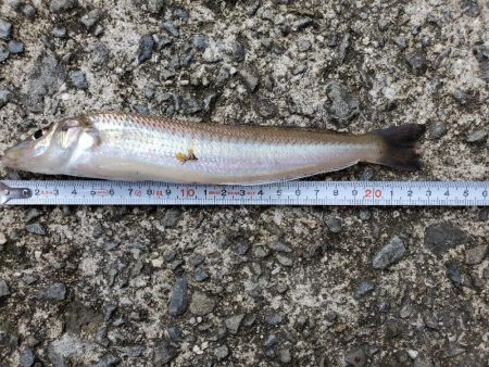 キス　今季最大ならず