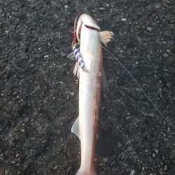 釣れるのはいつも