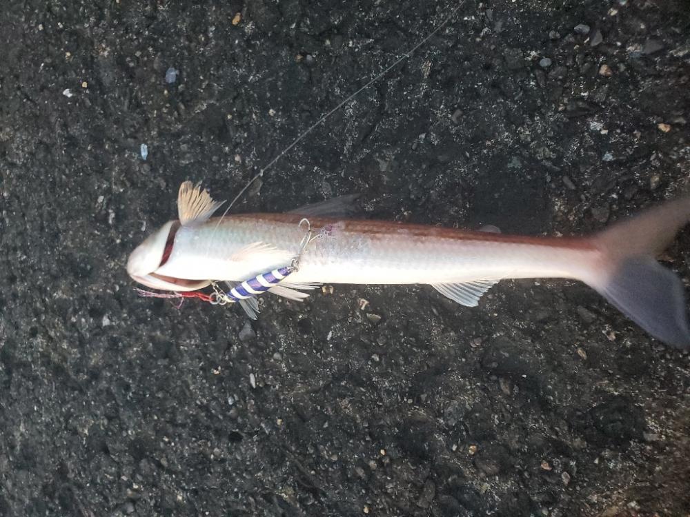 釣れるのはいつも
