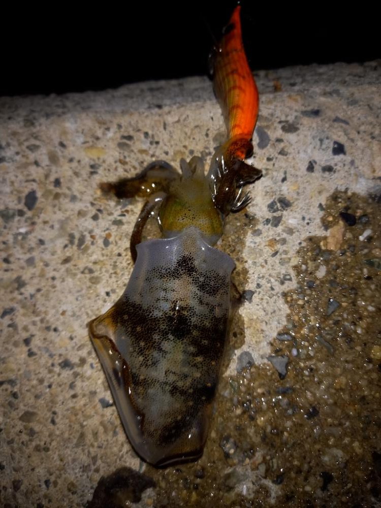 リリースサイズ