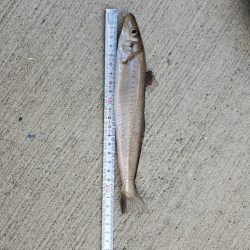 朝少しだけキス釣り