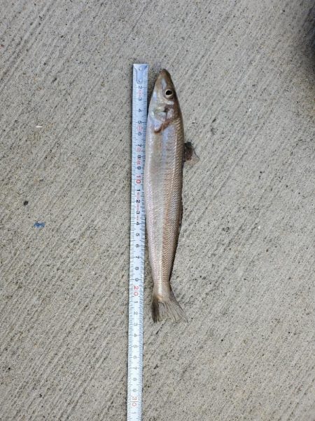 朝少しだけキス釣り