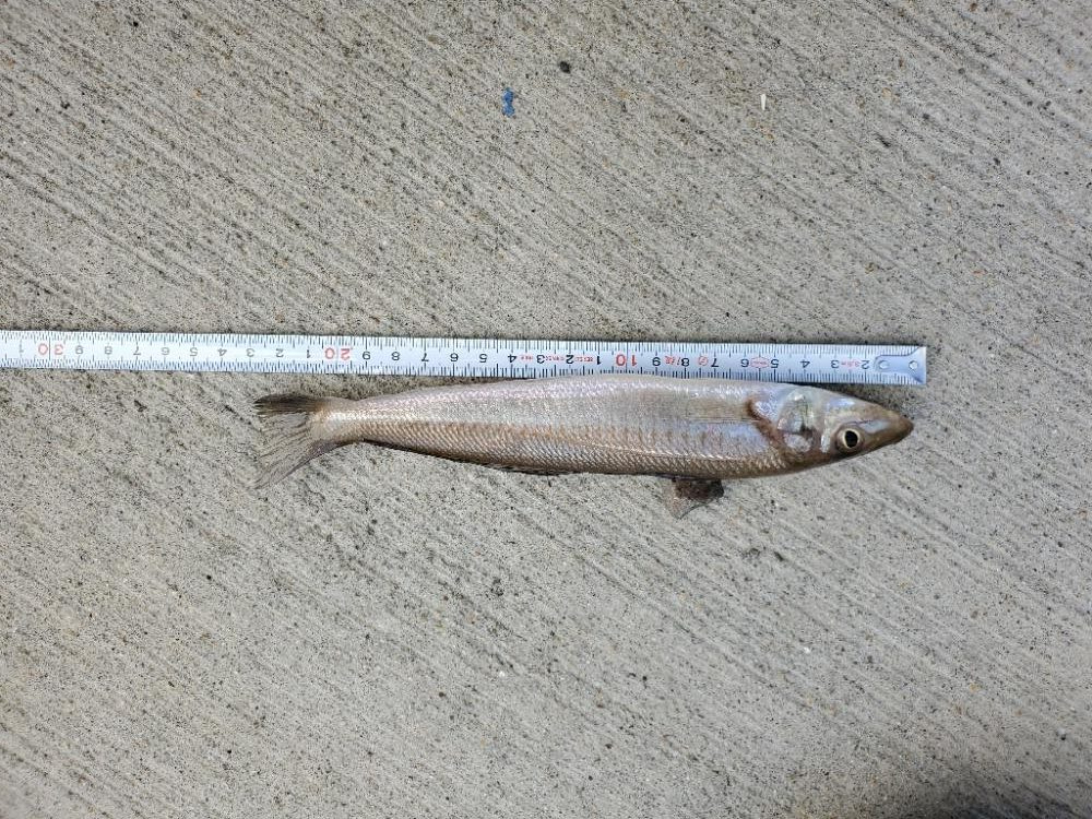 朝少しだけキス釣り