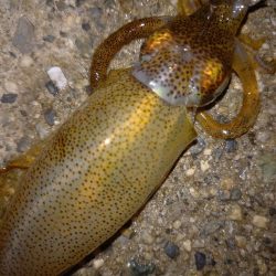 やっぱりリリースサイズ