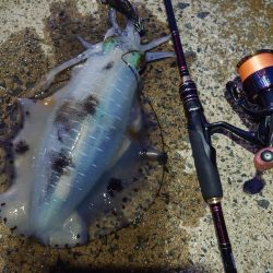 ナイトエギングIN対馬