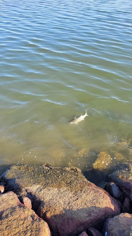 久々の朝マズメはショートバイトラッシュ