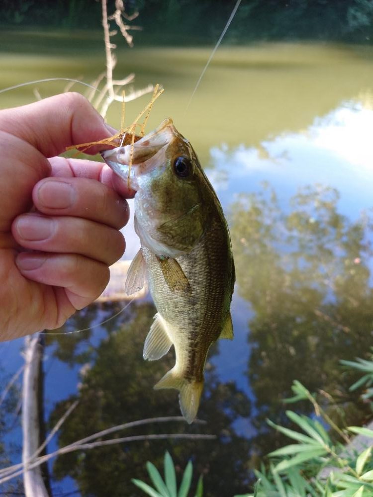一発からの数釣り