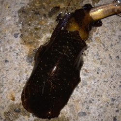 ケンサキとアオリ