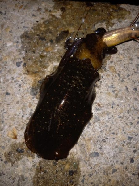 ケンサキとアオリ