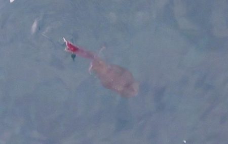 ナイトエギングIN対馬