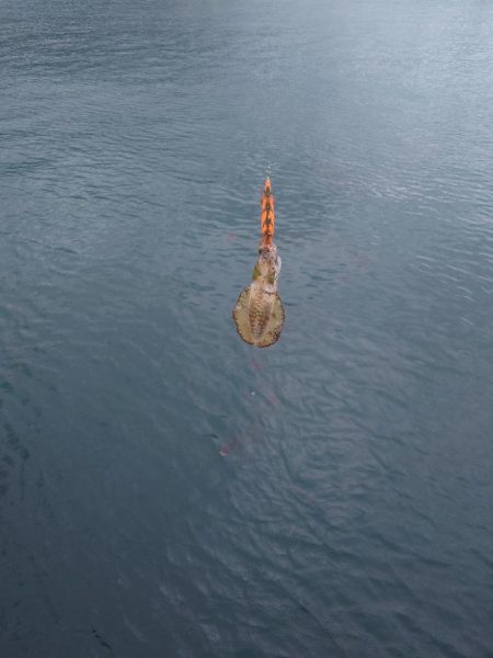 雨前エギングIN対馬