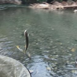 石田川　鮎イングからの友釣り　小さいが活性は高い
