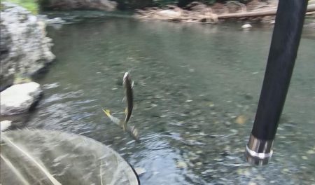 石田川　鮎イングからの友釣り　小さいが活性は高い