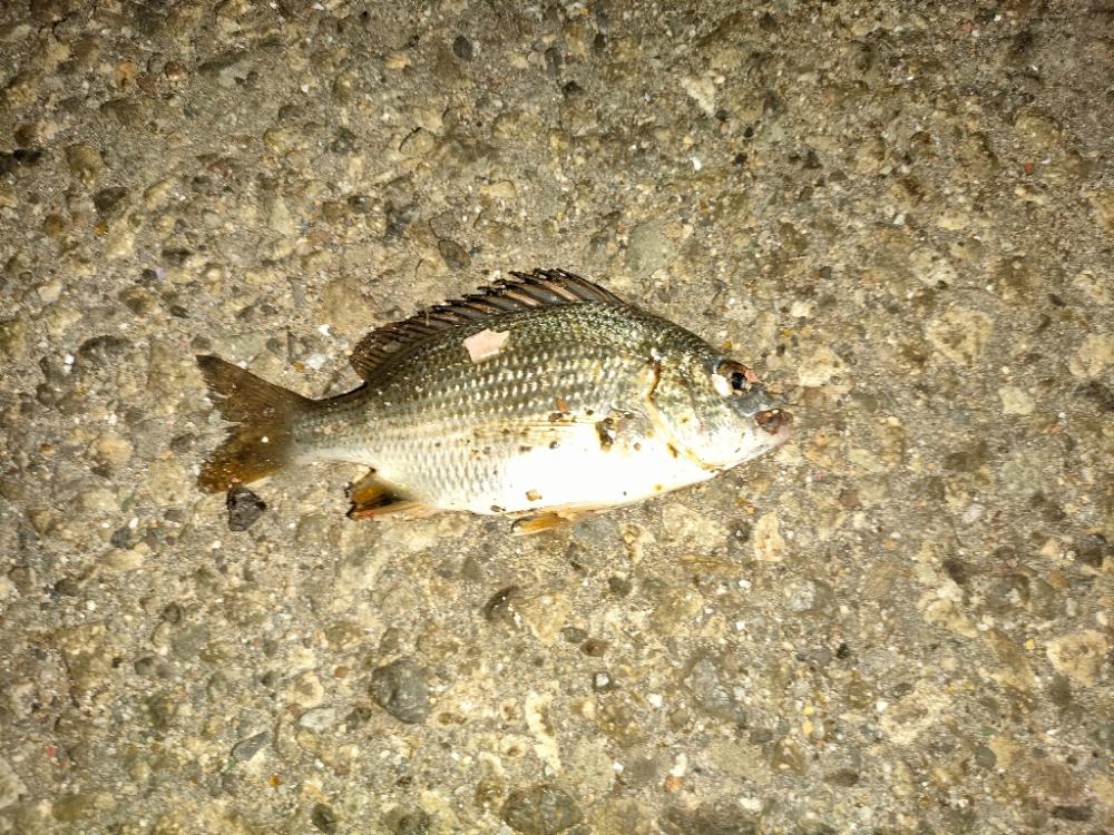 今日のサイズは小さい