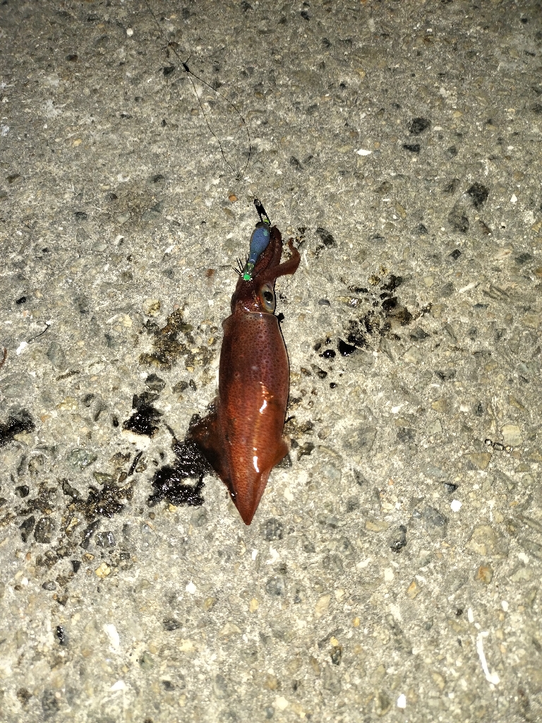 ケンサキエギング