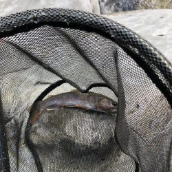 シーズン終盤　ニジマスラッシュ