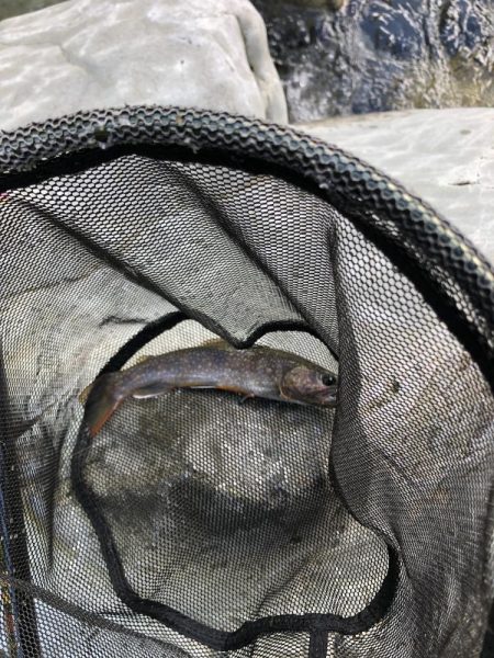 シーズン終盤　ニジマスラッシュ