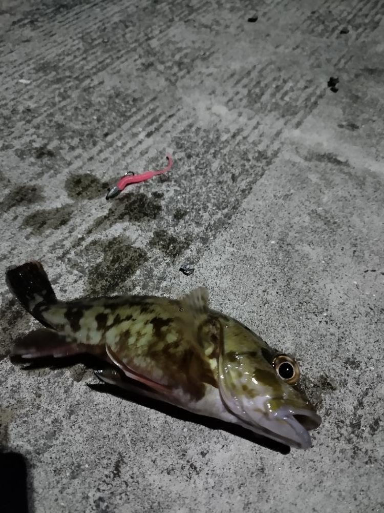 きれいな月とガシラ