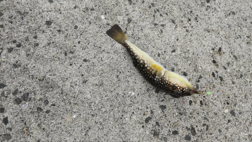 アジ探し@矢櫃周辺