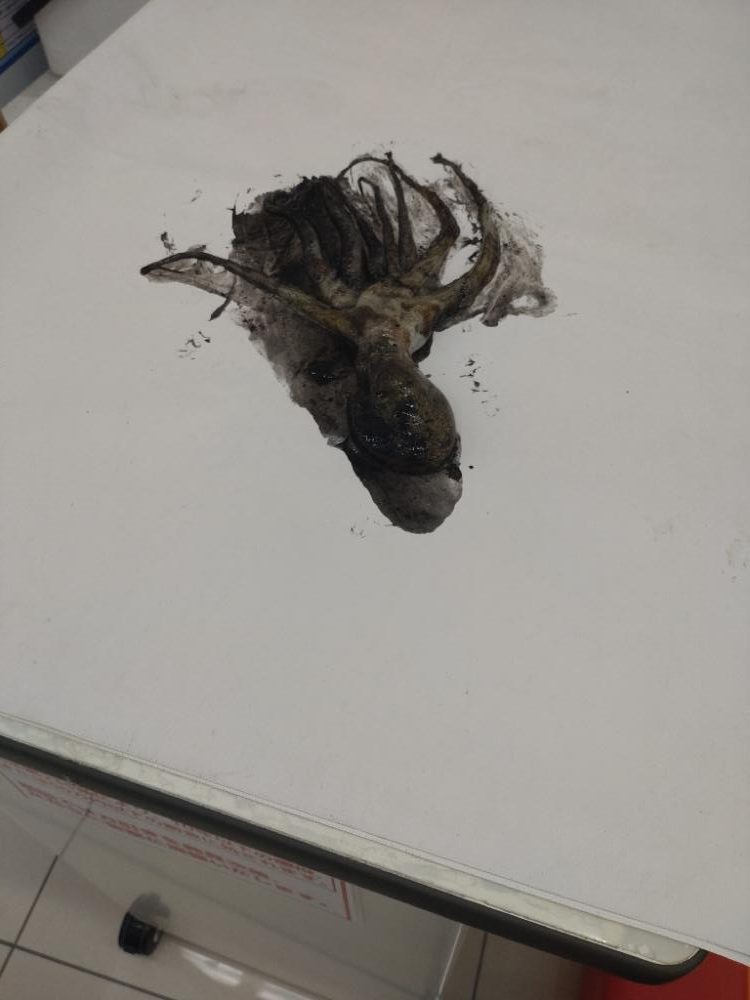 連日のタコ朝活