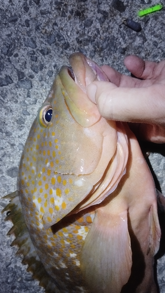 ガシラ狙いで初の最高のゲスト