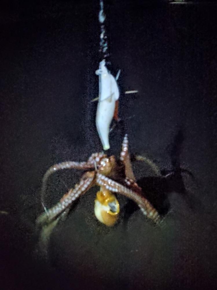 この時期の朝活はタコ一択!