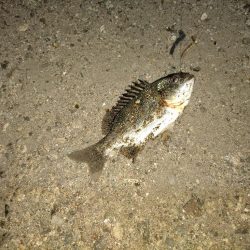 数は釣れるが小さい