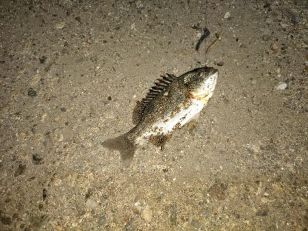 数は釣れるが小さい