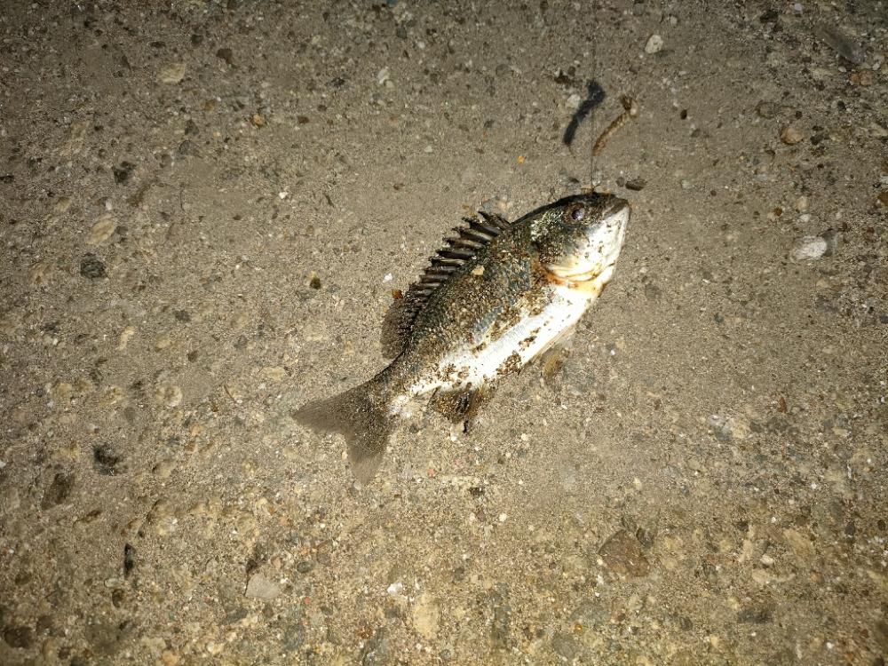 数は釣れるが小さい