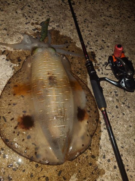 夕マズメエギングIN対馬