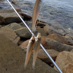 苅屋海岸のキス釣り