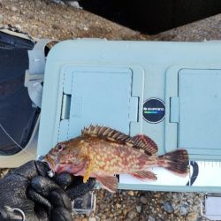 安定のガシリング