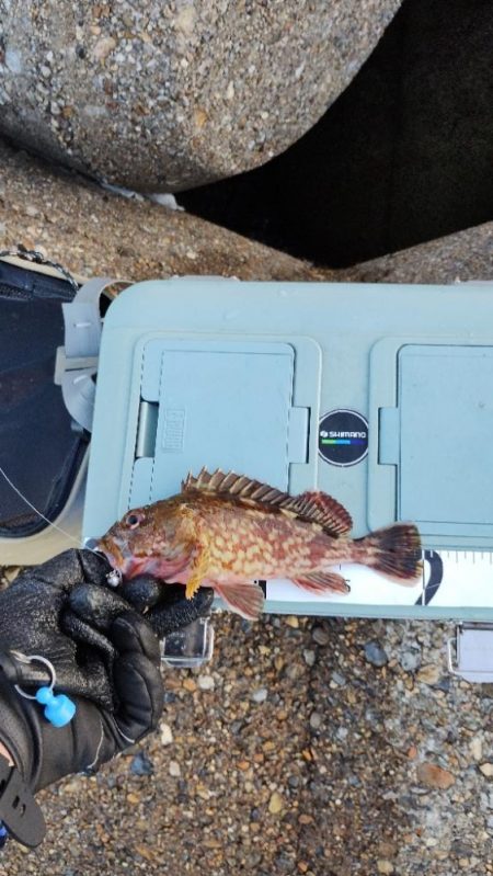 安定のガシリング