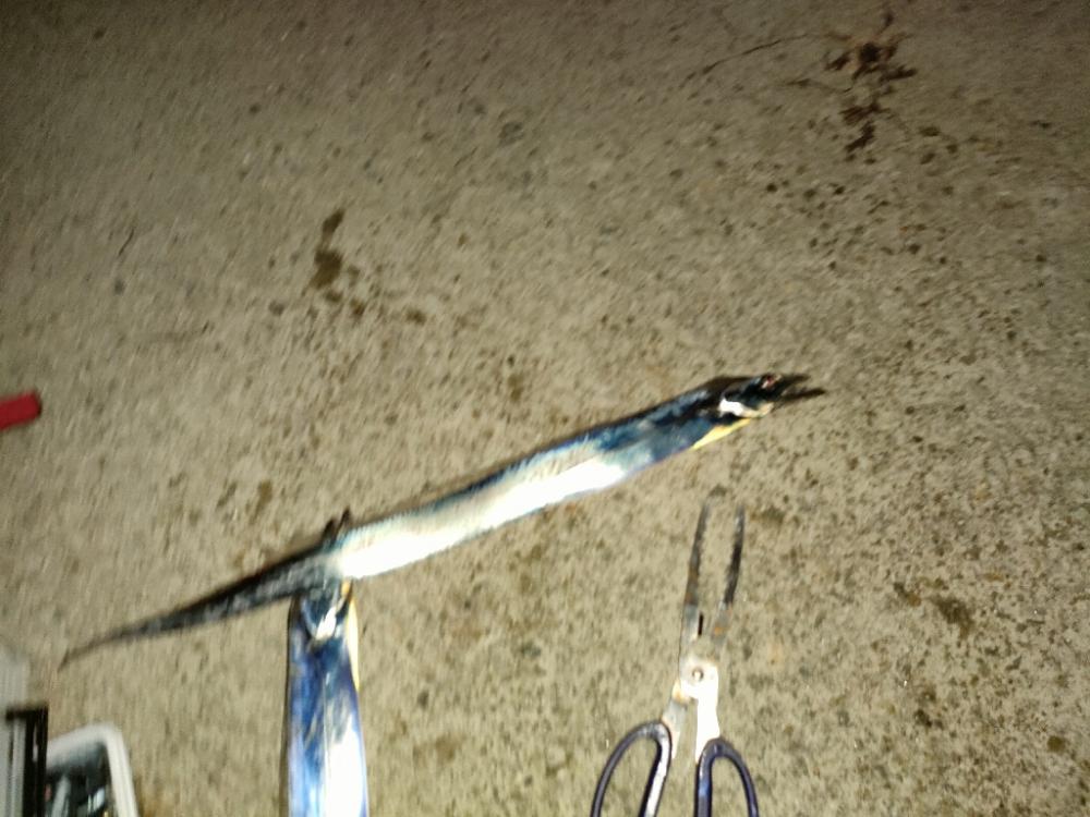 今年初の陸っぱり太刀魚